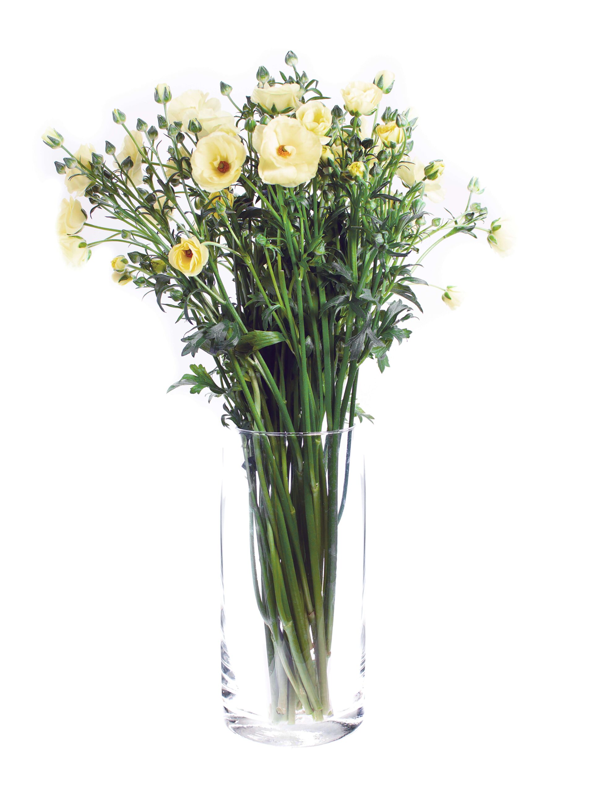 blumigo-ranunkeln-butterfly-helios-gelbe-schnittblumen-verzweigt image 2