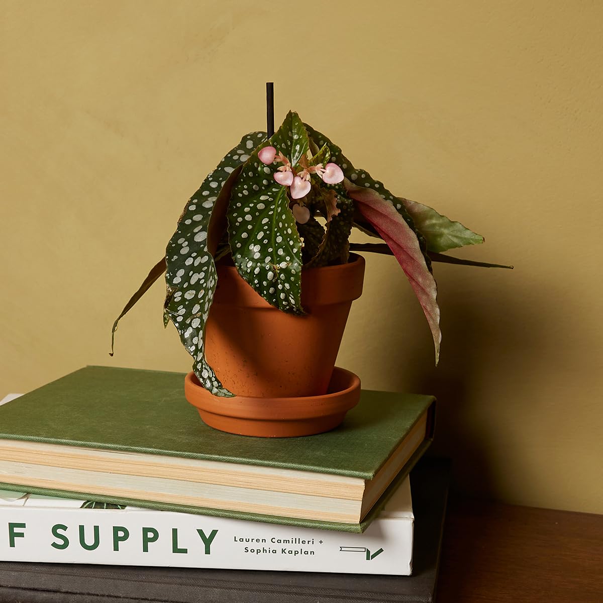 plnts-baby-begonia-maculata-zimmerpflanze-15-cm image 7