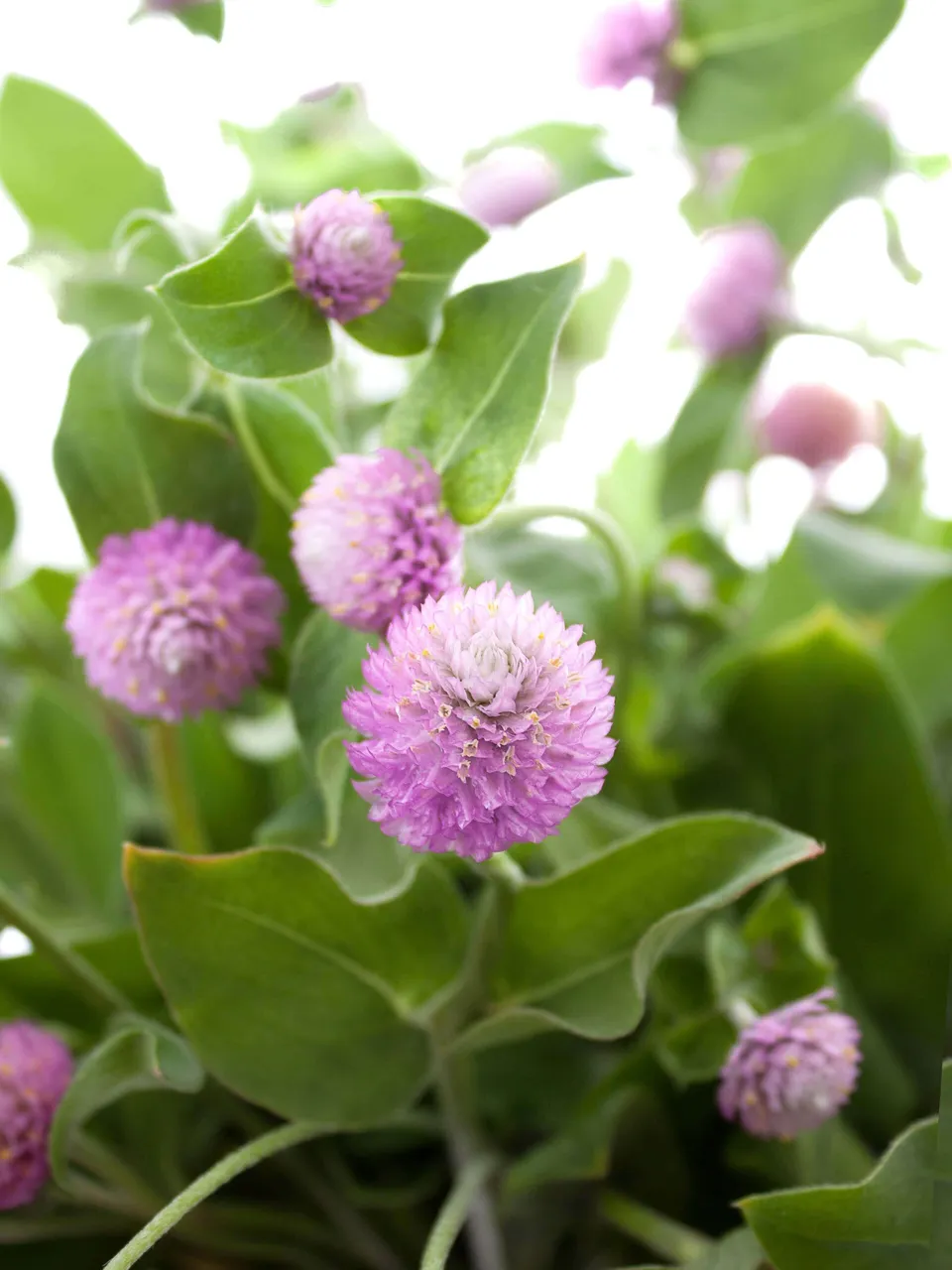 blumigo-gomphrena-kugelamarant-rosa-schnittblume-stiel image 1
