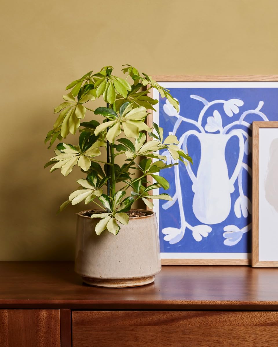 plnts-schefflera-melanie-fingeraralie-zimmerpflanze-13cm image 5