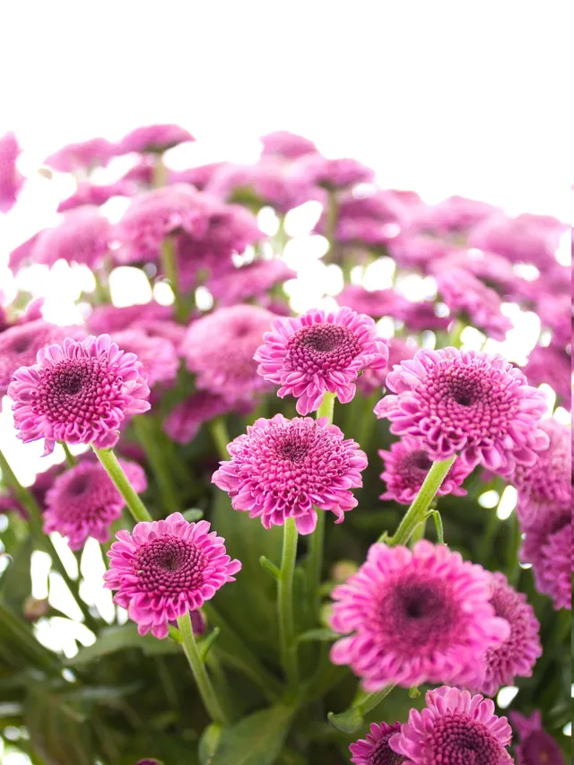 blumigo-chrysanthemen-santinis-bodilly-violett-pink-schnittblumen image 1