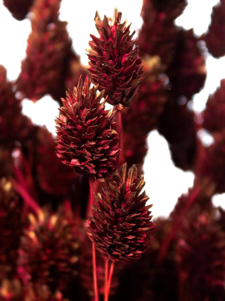 blumigo-phalaris-glanzgr-ser-trockenblumen-weinrot-getrocknet image 1
