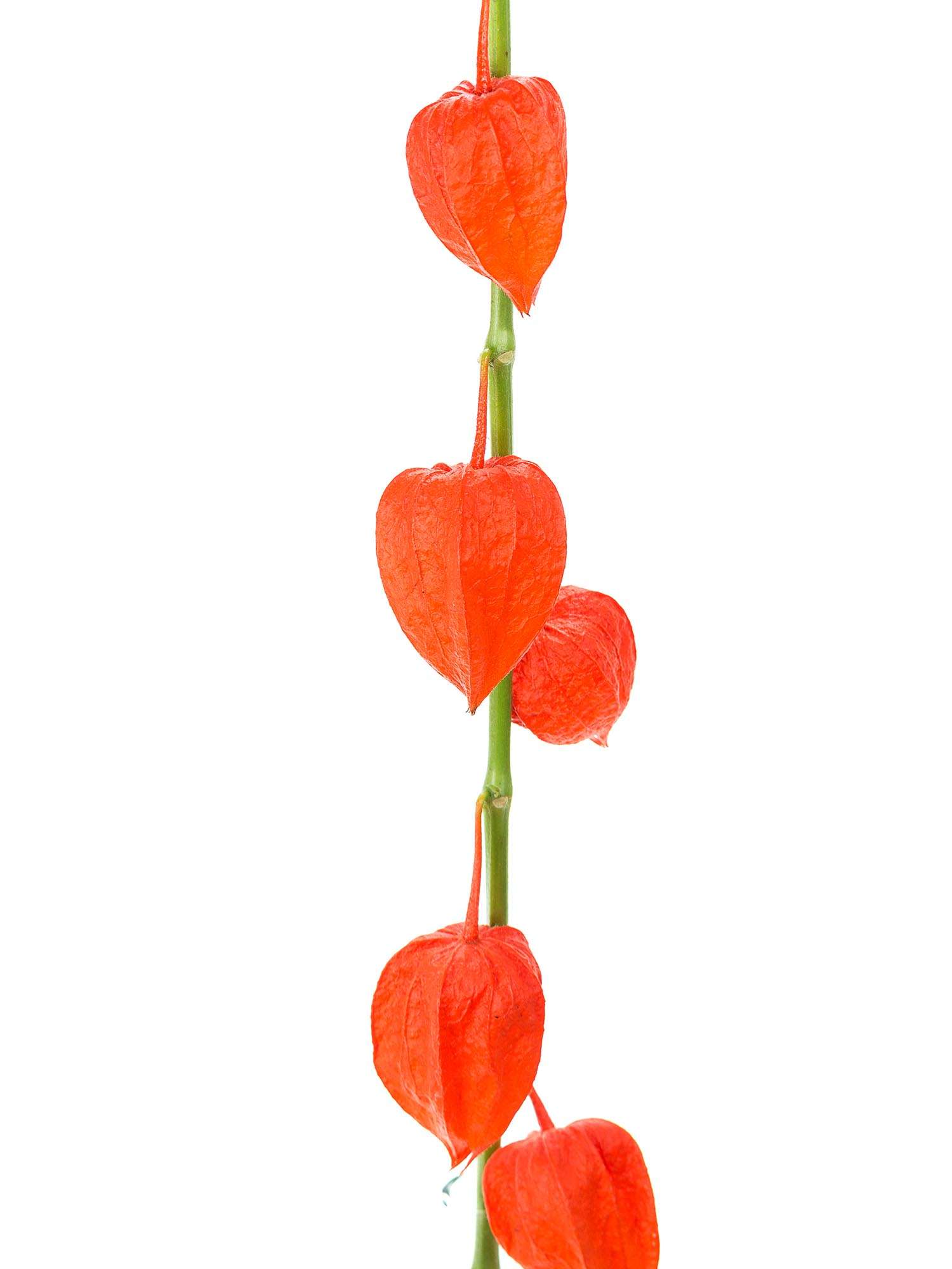 blumigo-herbstdeko-physalis-lampionblume-orange-trockendeko image 3