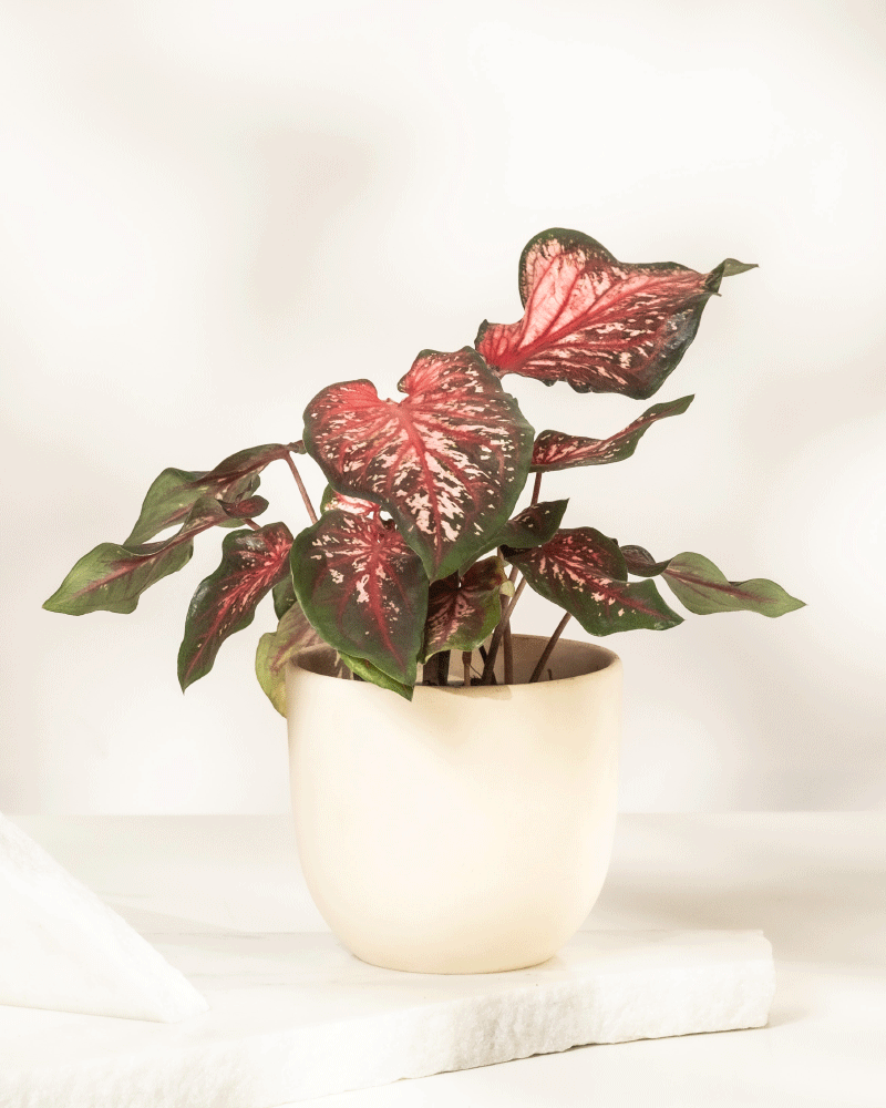 feey-variado-caladium-desert-sunset-zimmerpflanze-o-topf image 7