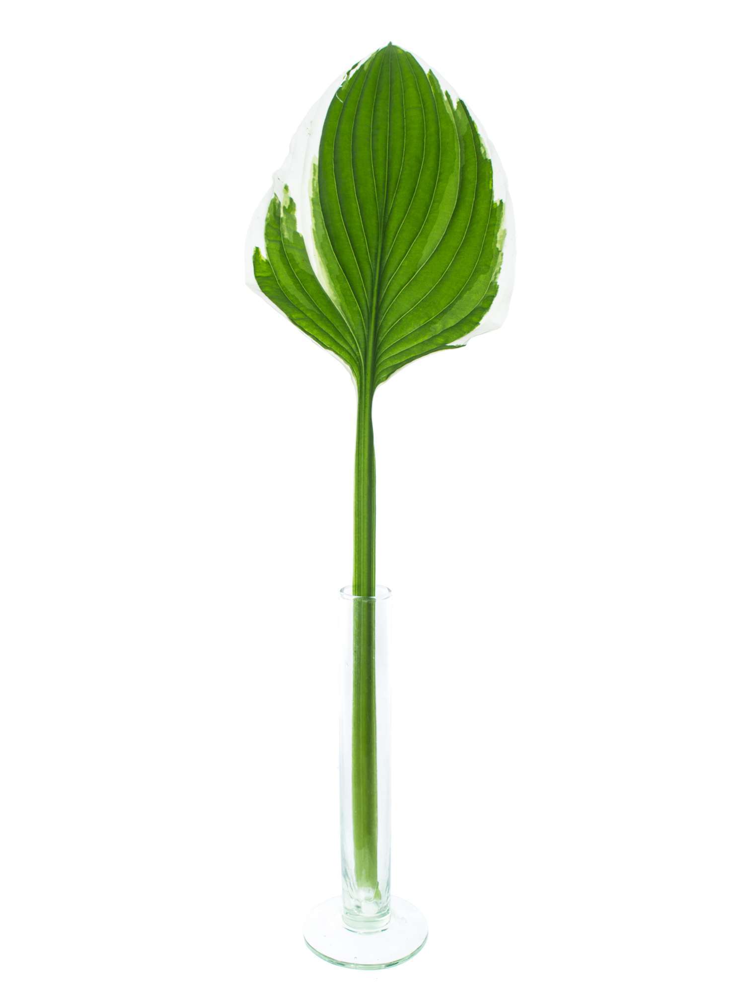 blumigo-blattwerk-hosta-francee-funkie-wei-rand image 1