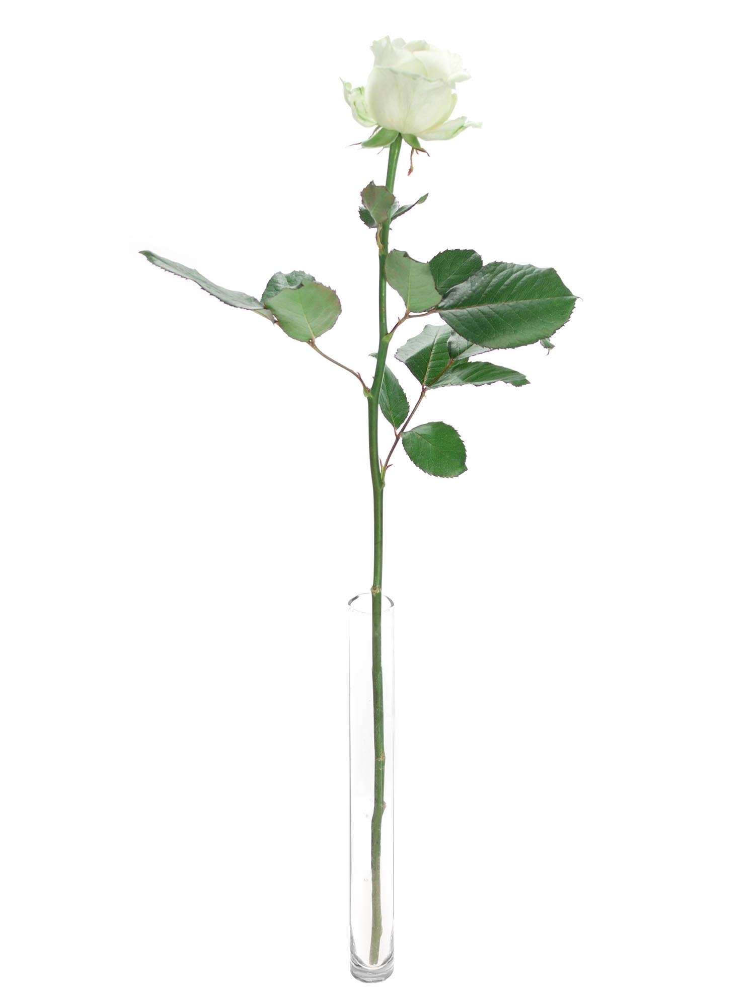 blumigo-rosen-avalanche-schnittrose-wei-gro-bl-tig image 3
