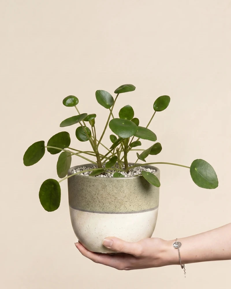feey-variado-ufopflanze-pilea-zimmerpflanze-klein-ohne-bertopf image 1