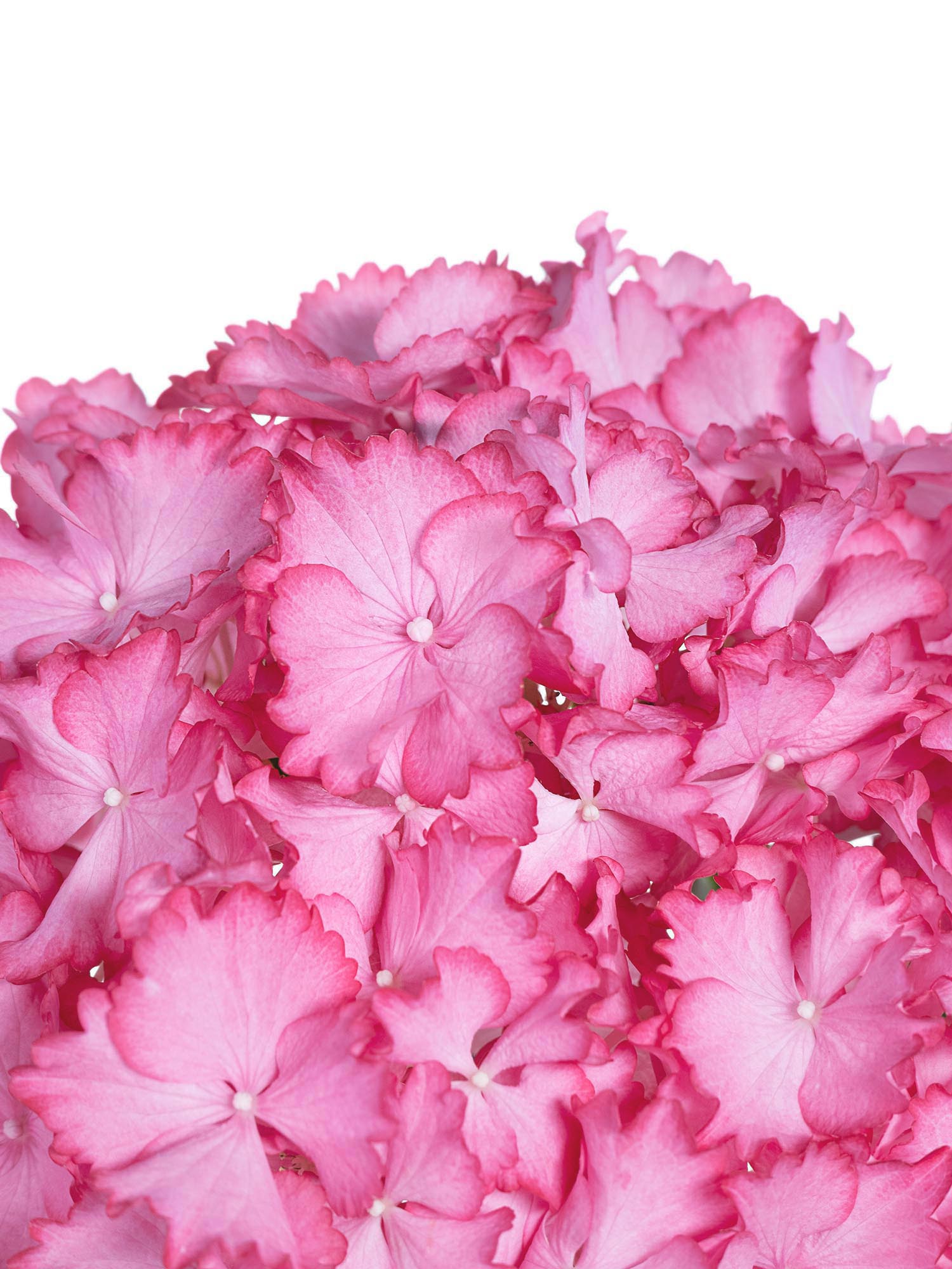 blumigo-hortensien-magical-ornament-schnittblume-pink-wei image 3