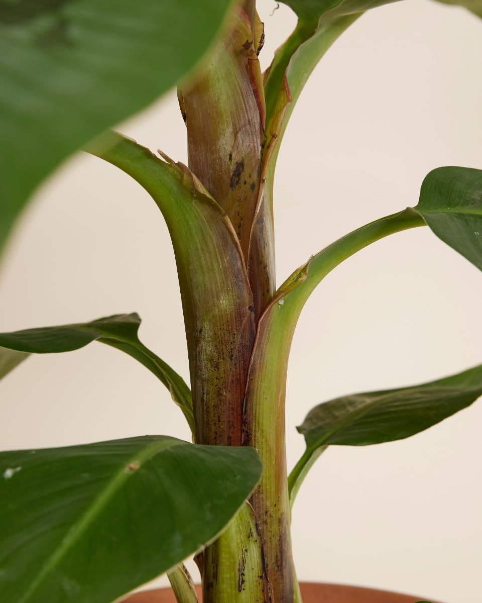 plnts-rareplnts-musa-dwarf-cavendish-bananenpflanze-90cm image 4