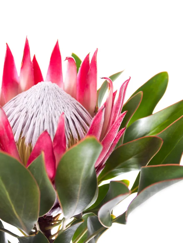 blumigo-proteen-k-nigsprotea-madiba-schnittblume-korall-pink image 1