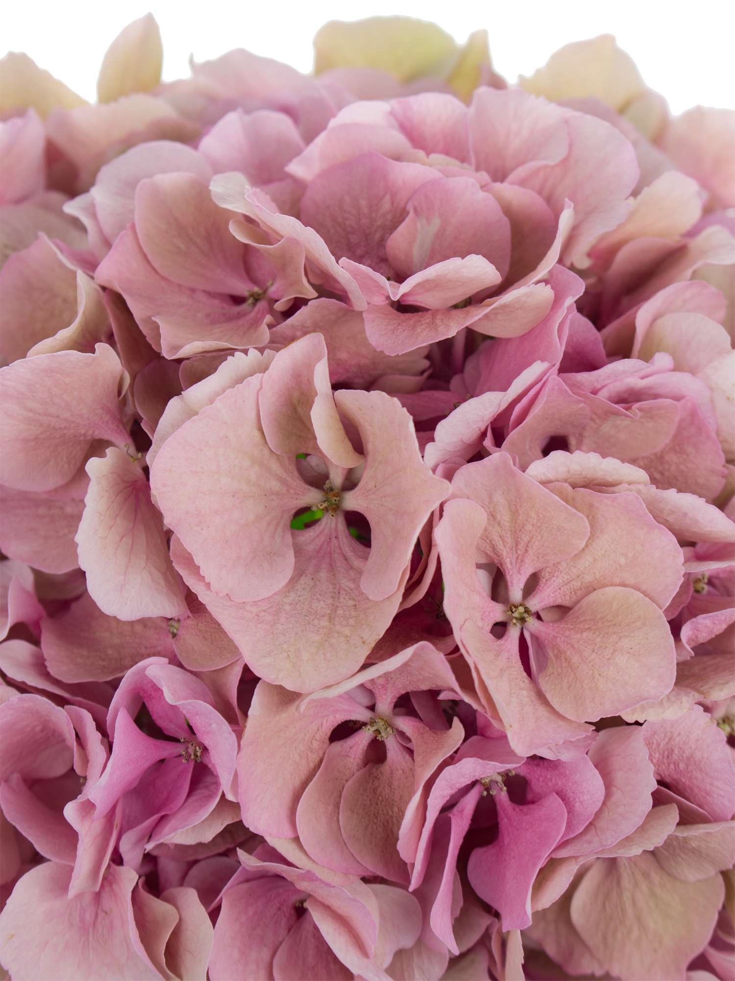 blumigo-elbtal-classic-hortensie-pink-gr-n-einzelstiel image 3