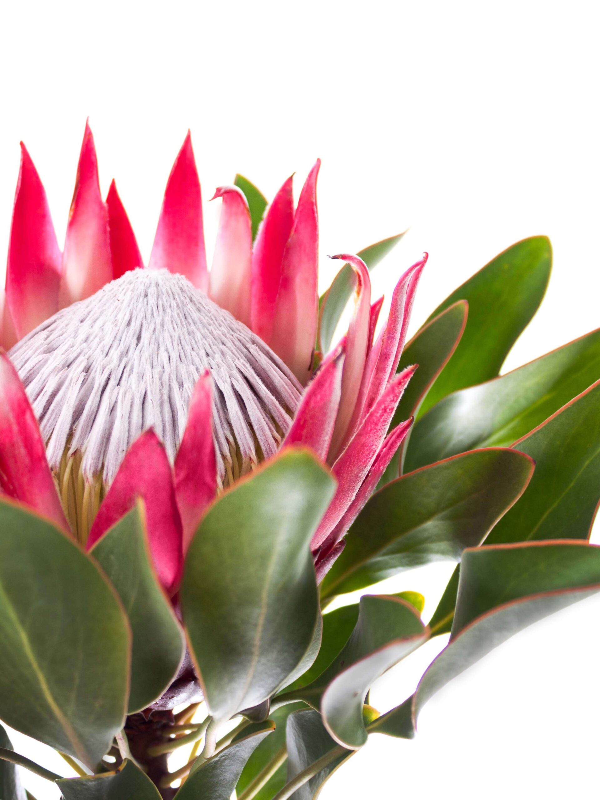 blumigo-proteen-k-nigsprotea-madiba-schnittblume-korall-pink image 1