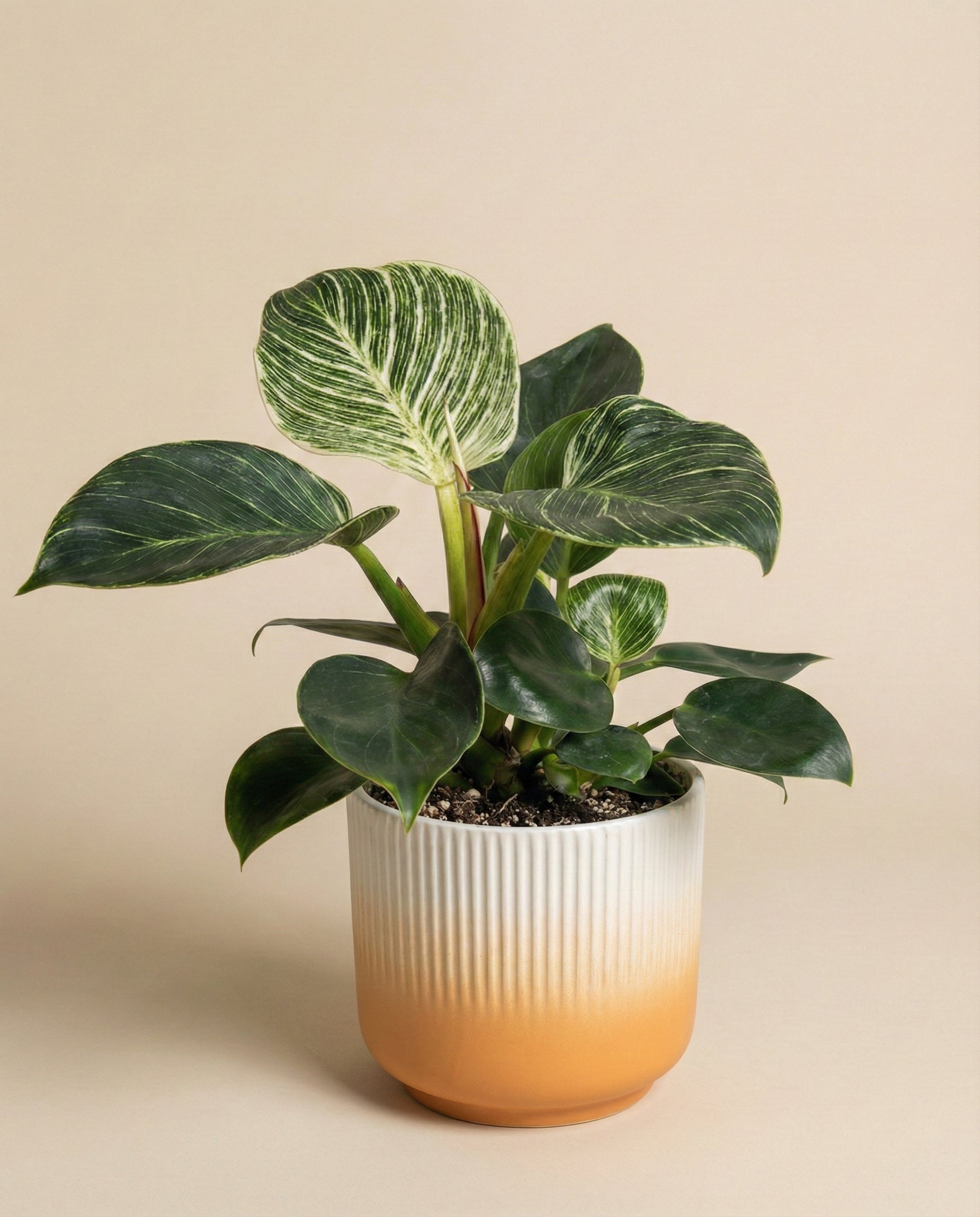feey-variado-philodendron-birkin-zimmerpflanze-ohne-bertopf image 6