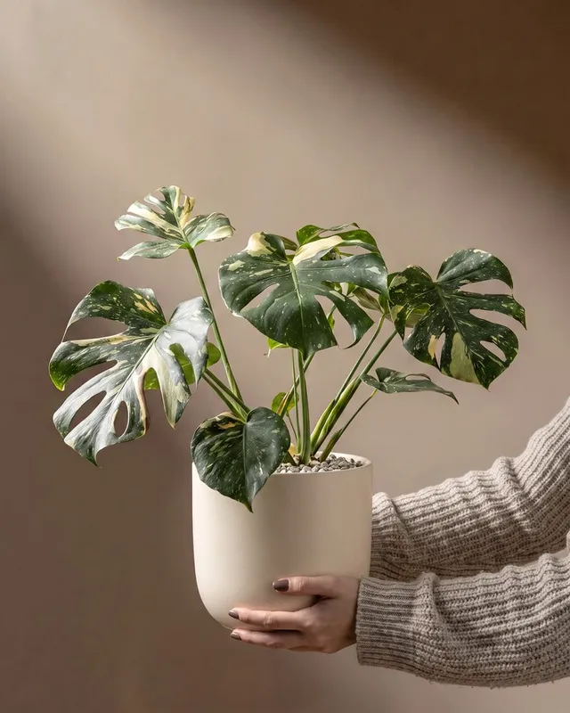 feey-variado-monstera-thai-constellation-gro-topf-22 image 1