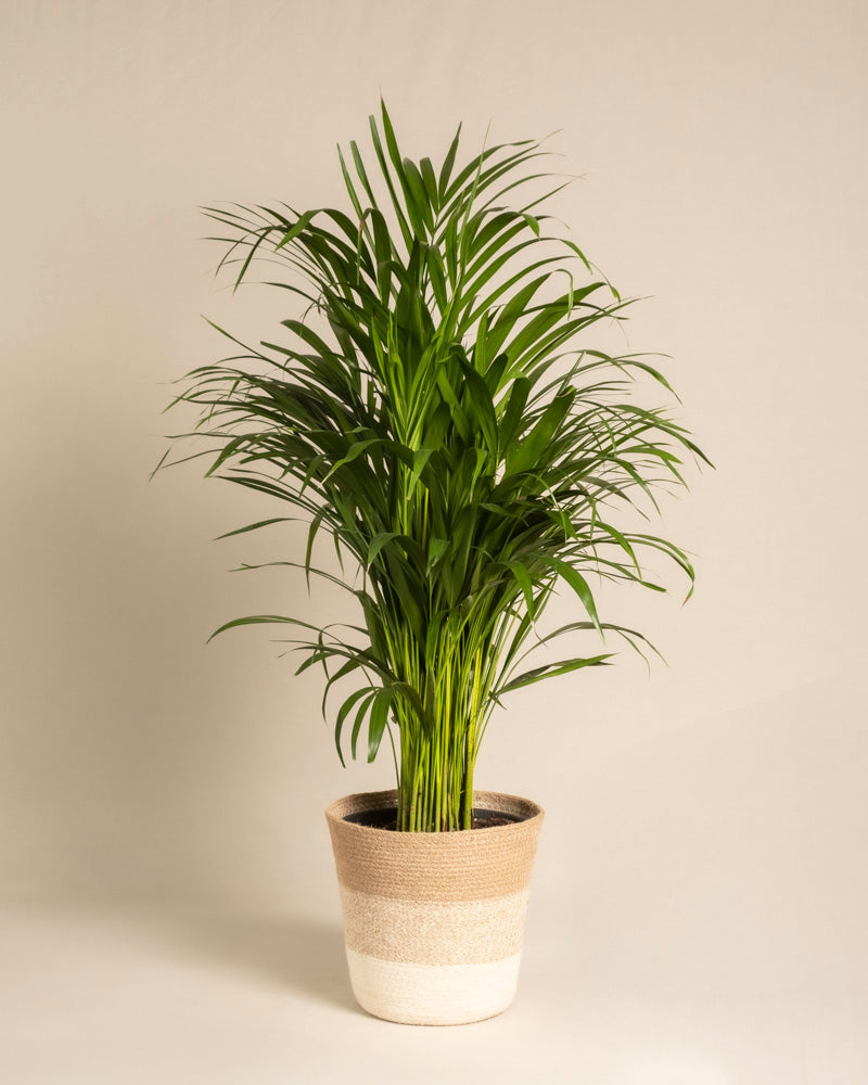 feey-variado-goldfruchtpalme-zimmerpflanze-ohne-bertopf-gross image 6
