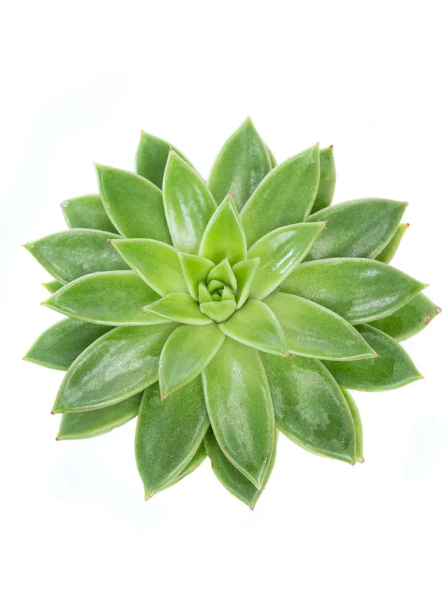 blumigo-blattwerk-sukkulenten-echeverien-miranda-gr-n image 1