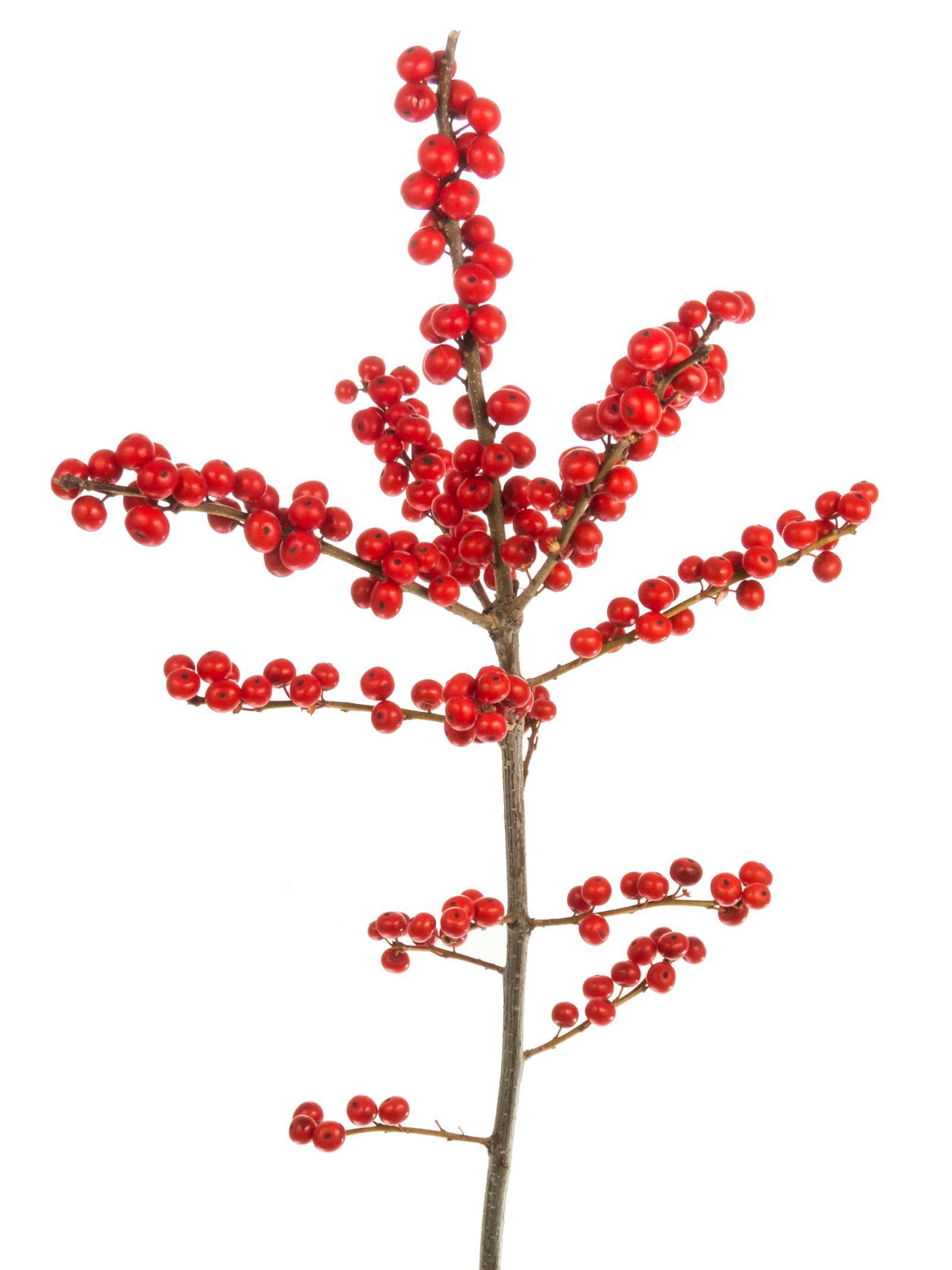 blumigo-ilex-zweige-rot-mit-beeren-stechpalme image 6