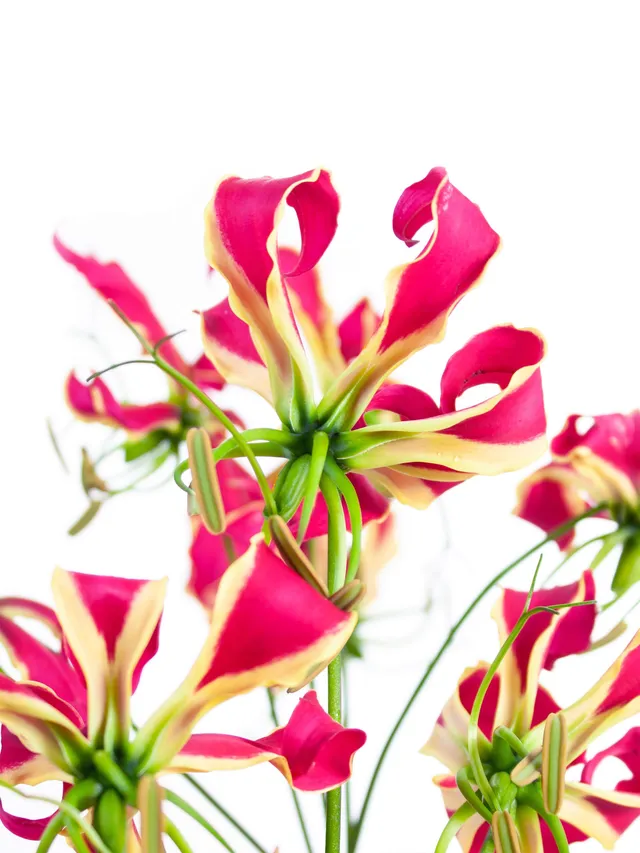 blumigo-ruhmeskrone-gloriosa-rothschild-pink-gelb-blume image 1