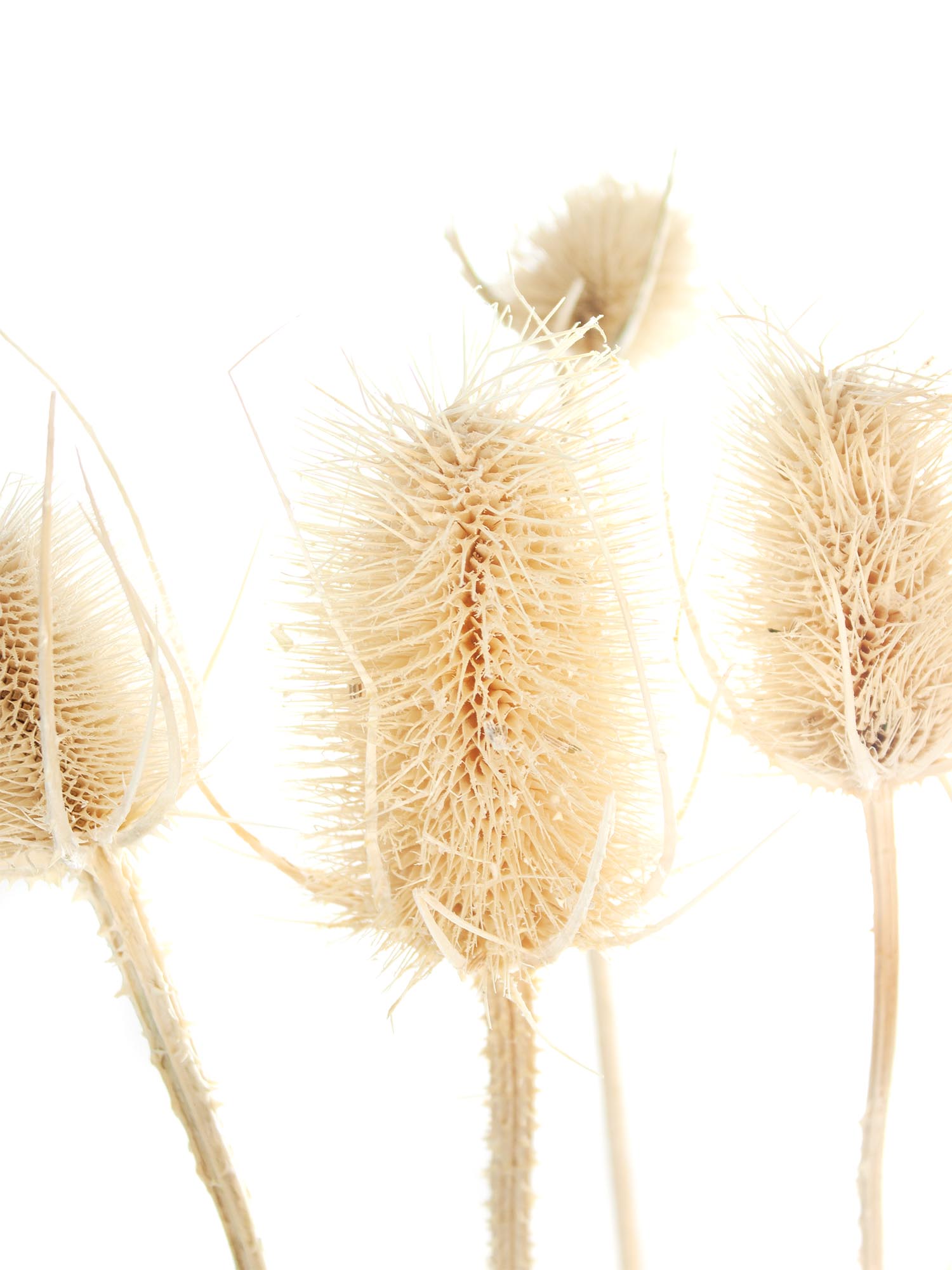 blumigo-trockenblumen-dipsacus-wilde-karde-gebleicht image 1