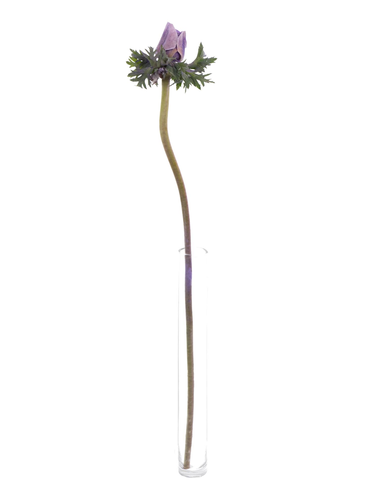 blumigo-anemonen-mistral-powder-lavendel-xl-hellviolett image 3