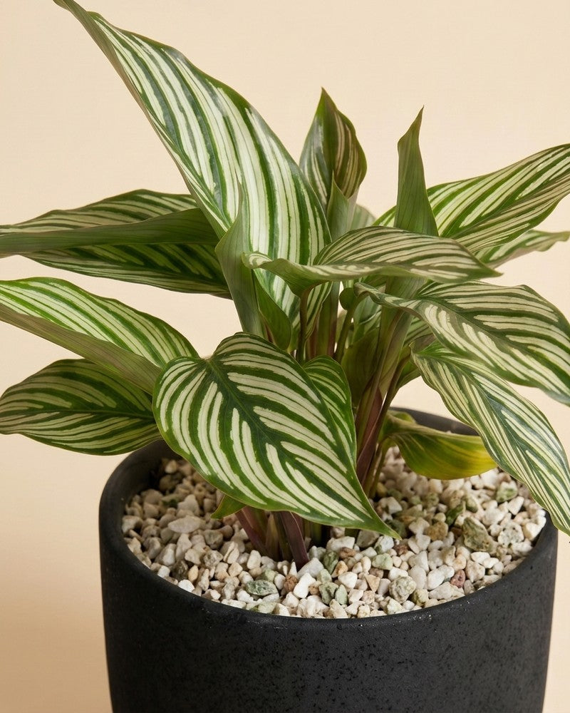 feey-variado-calathea-vittata-korbmarante-tierfreundlich image 4