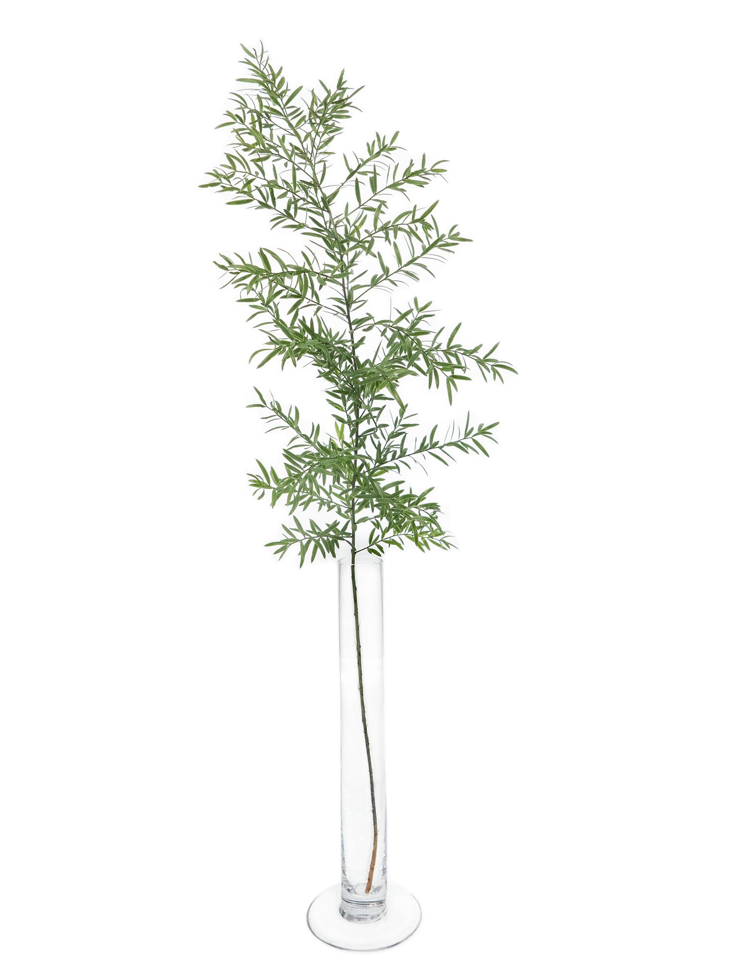 blumigo-asparagus-cwebe-schnittgr-n-f-llgr-n image 3