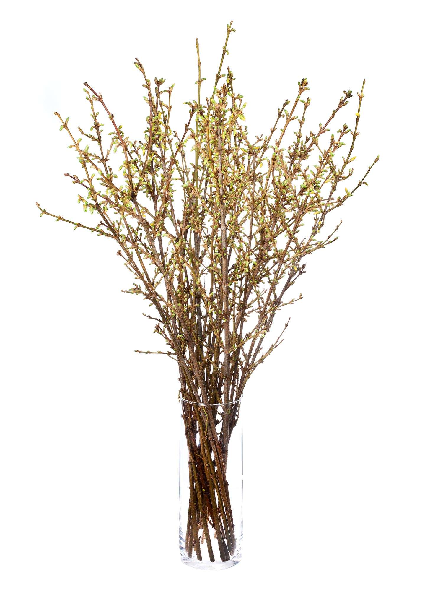 blumigo-zweige-forsythienzweige-gelbe-bl-hzweige image 2