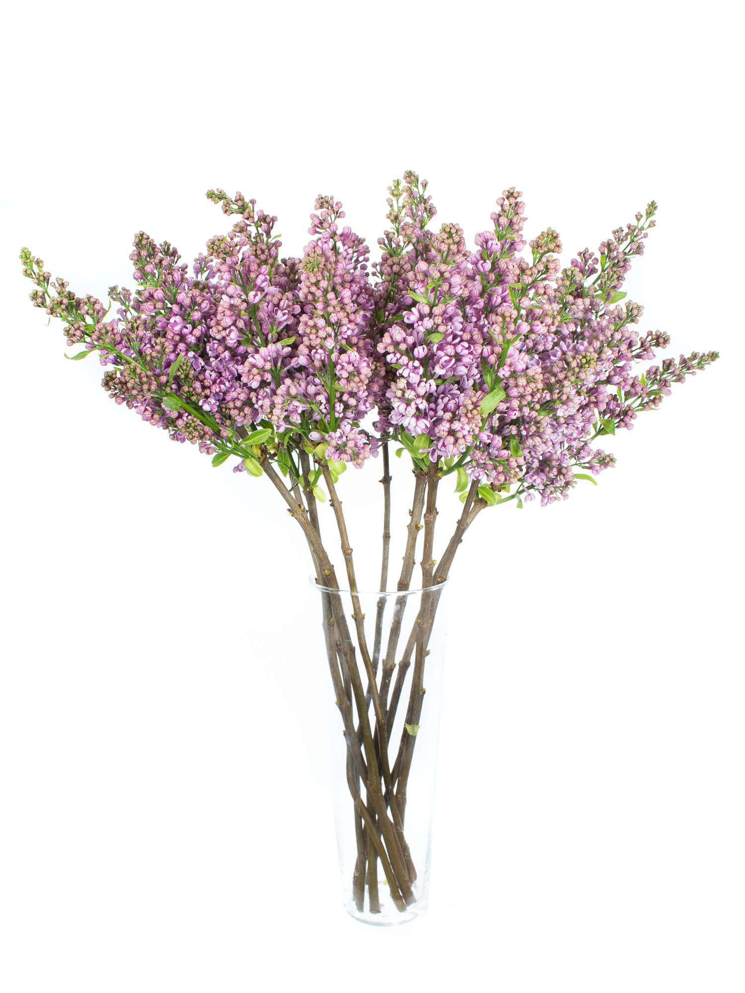 blumigo-zweige-flieder-horstenstein-schnittblume-violett image 2