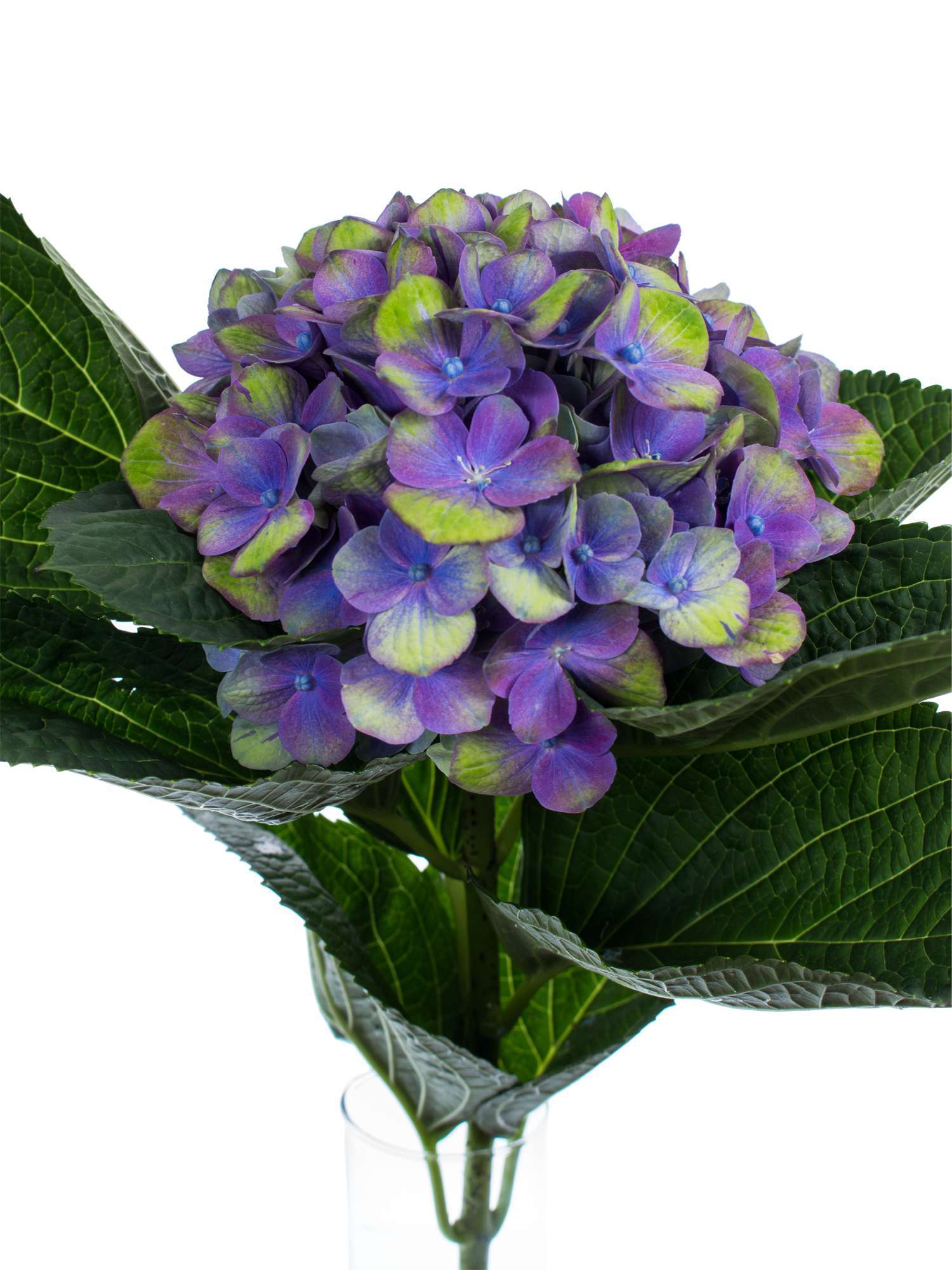 blumigo-magical-amethyst-hortensie-blau-gr-n-schnittblume image 1