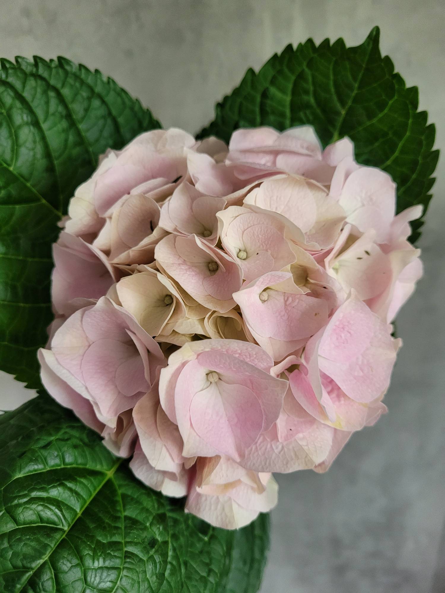 blumigo-magical-my-beautiful-pink-touch-hortensie-rosa image 3