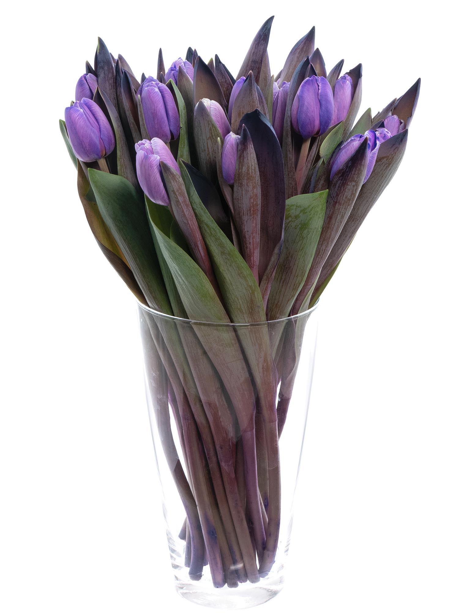 blumigo-tulpen-painted-purple-violette-schnittblume image 3