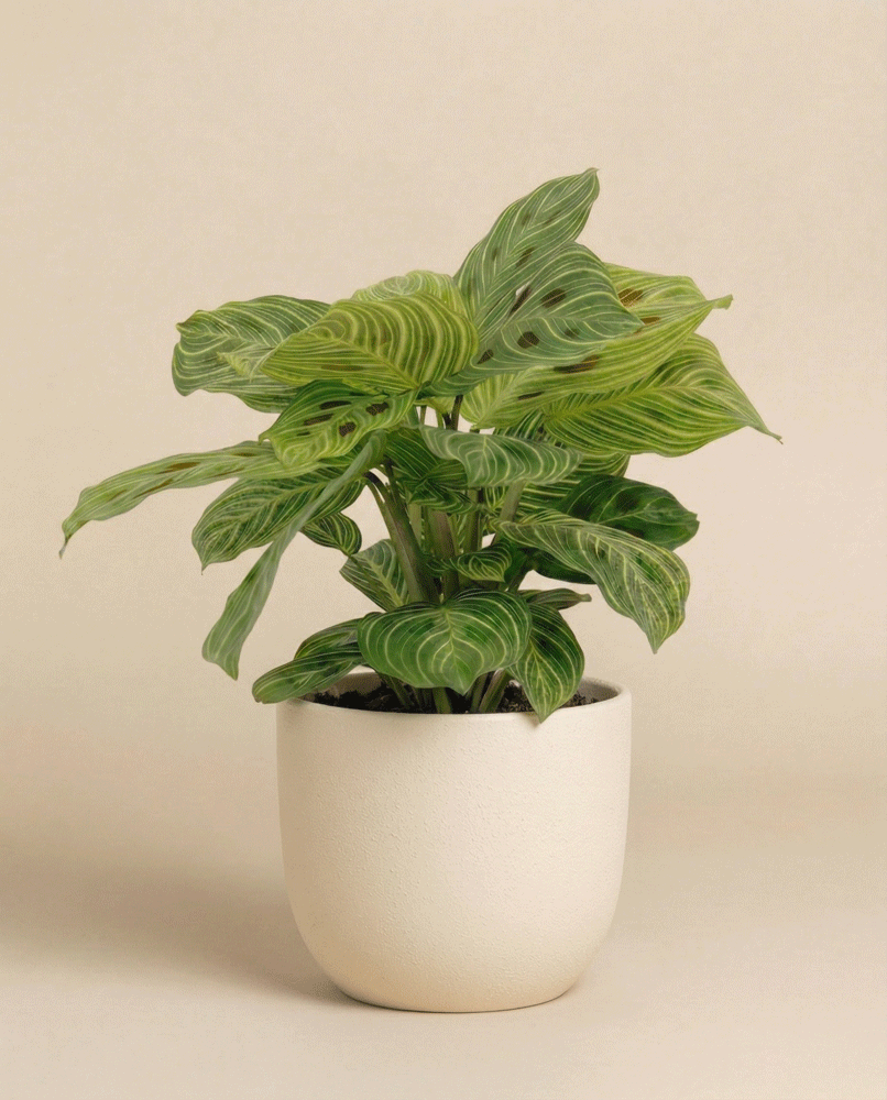 feey-maranta-light-veins-zimmerpflanze-ohne-topf-selten image 6