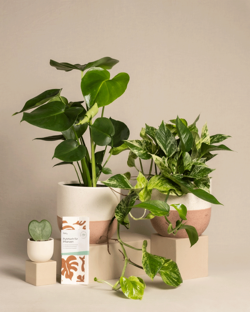 feey-variado-me-time-bundle-zimmerpflanzenset-monstera-efeutute image 5