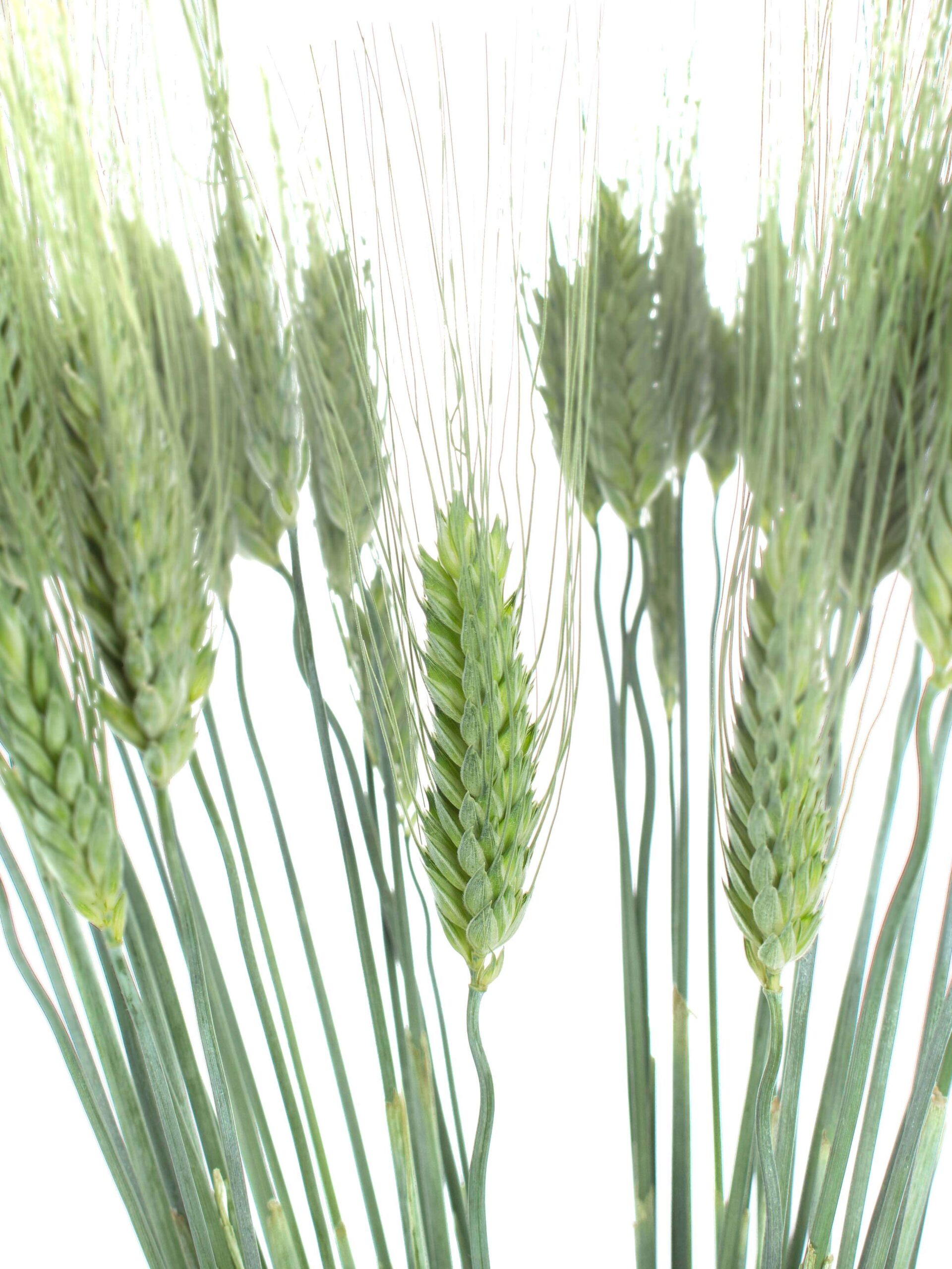 blumigo-blattwerk-weizen-hren-triticum-gr-n image 1