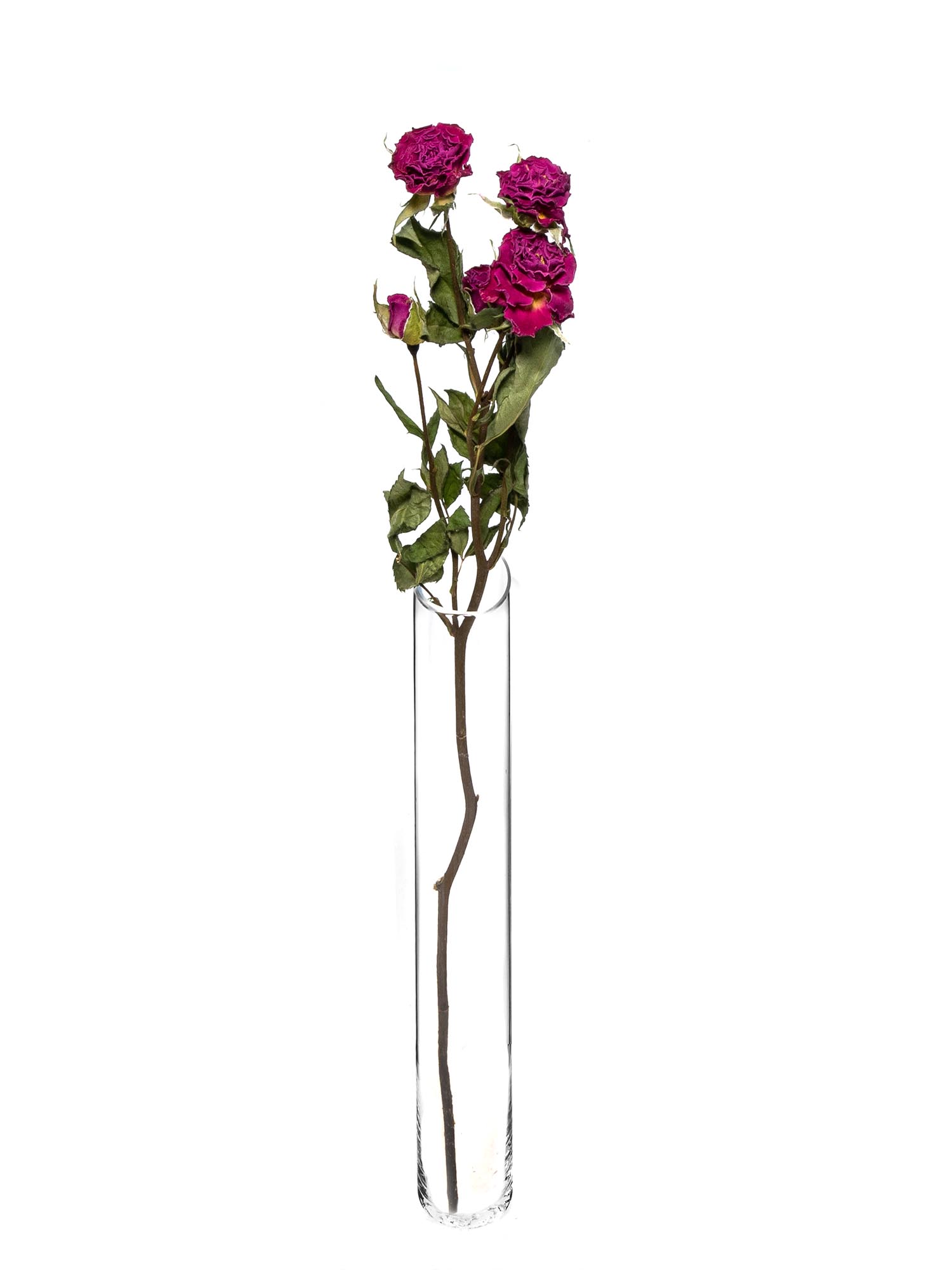 blumigo-trockenblumen-verzweigte-rosen-violett image 3