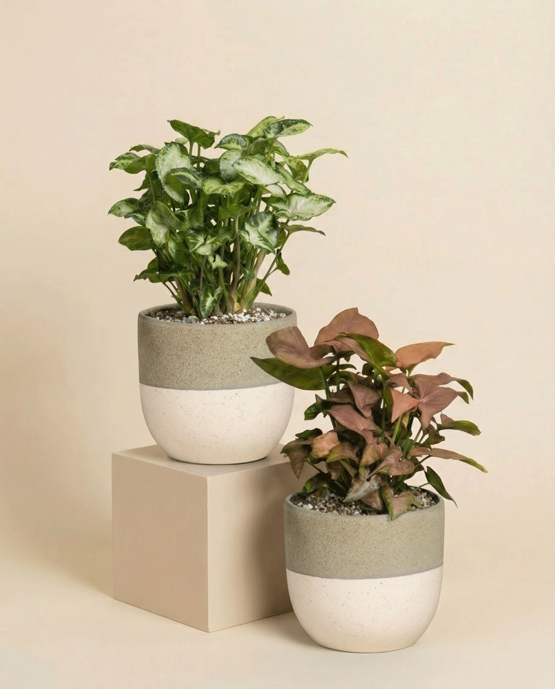 feey-variado-syngonium-duo-zimmerpflanzen-2er-set-ohne-bertopf image 6