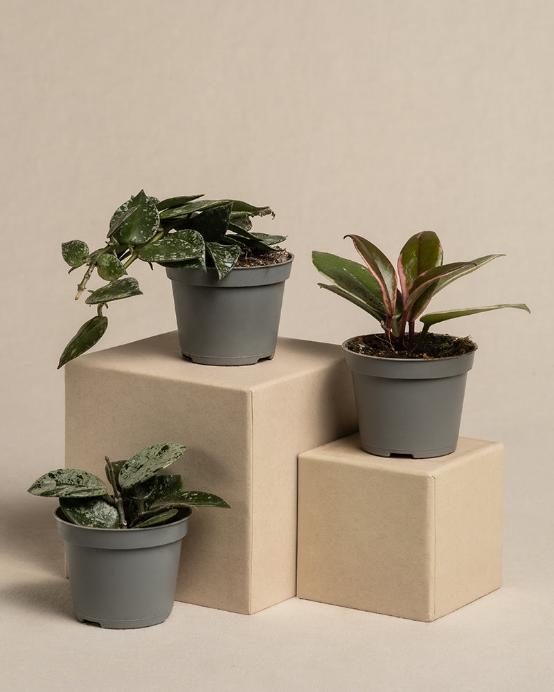 feey-variado-babypflanzen-trio-hoya-wachsblume-3er-set image 3