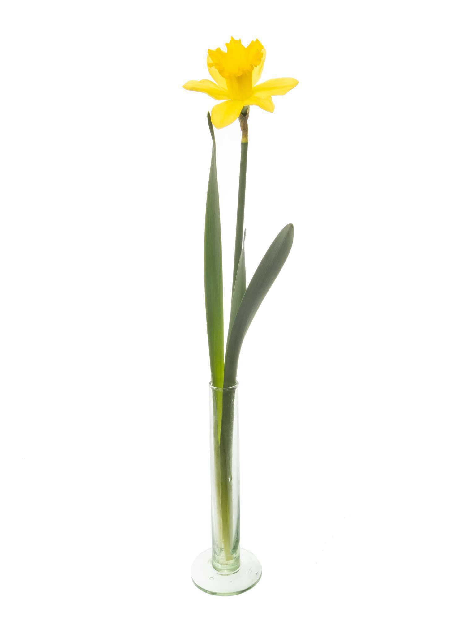 blumigo-narzissen-gigantic-star-fr-hlingsknollen-gelb image 3