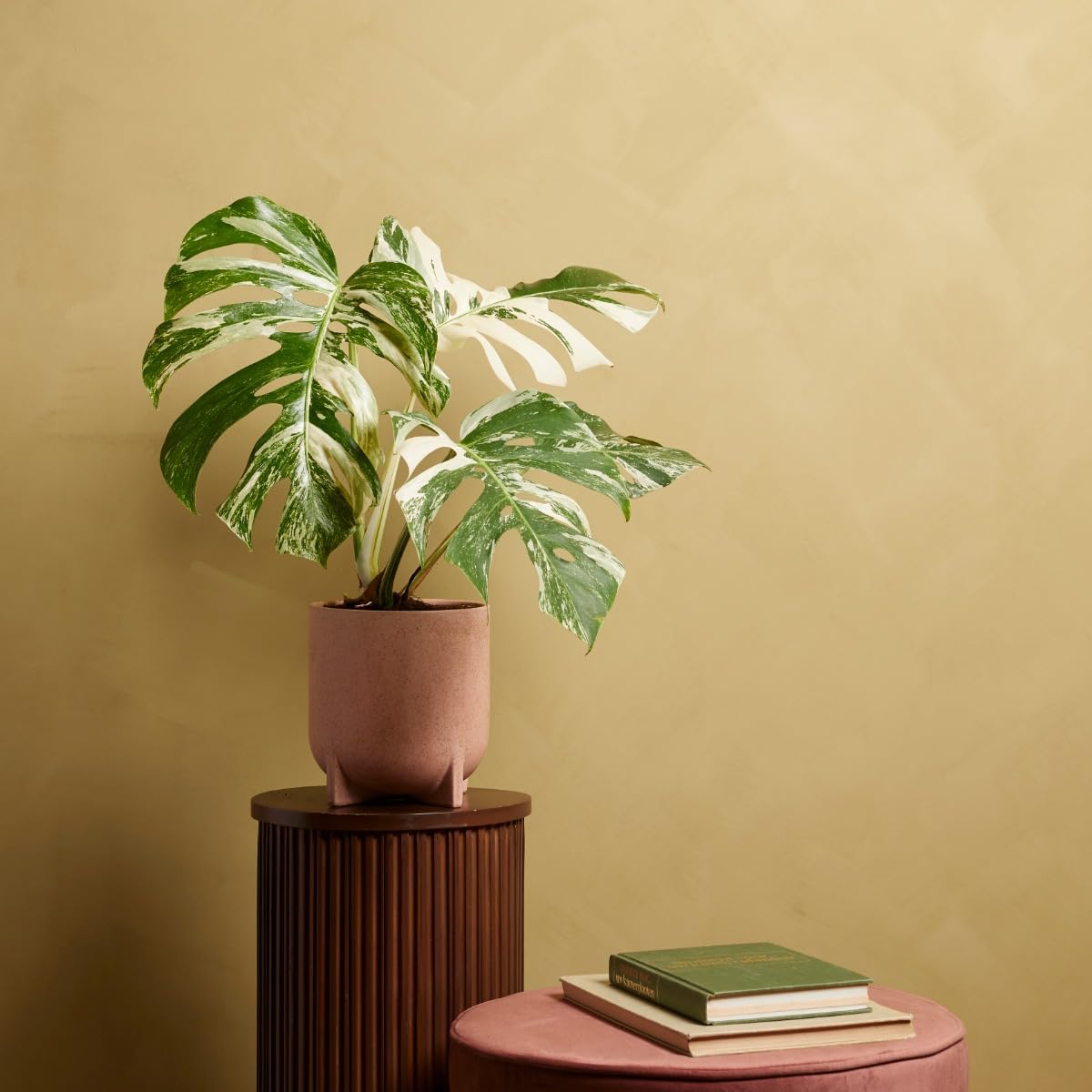 plnts-rareplnts-monstera-deliciosa-variegated-fensterblatt-45cm image 8