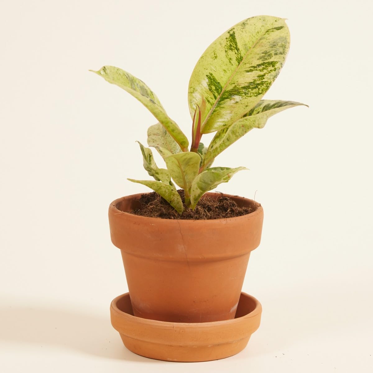 plnts-babyplnts-ficus-shivereana-moonshine-zimmerpflanze-6cm image 5