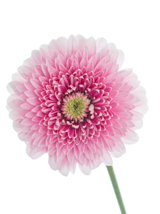 blumigo-gerbera-pomponi-tracy-rosa-wei-schnittblume image 1
