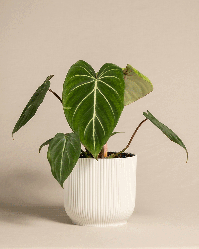 feey-variado-philodendron-gloriosum-ohne-bertopf-viel-licht image 7