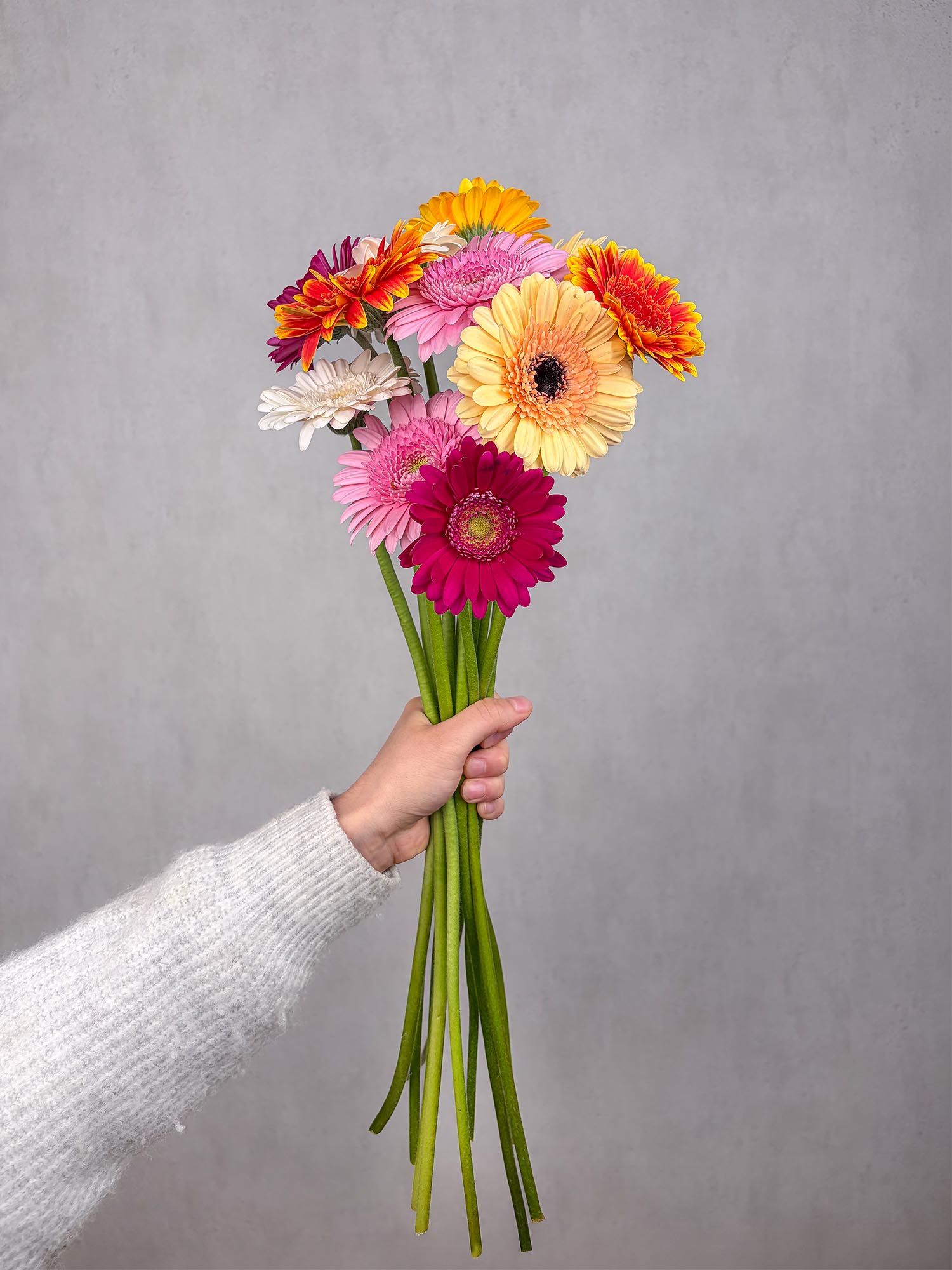 blumigo-gerbera-mini-bunte-mischung-schnittblume image 2