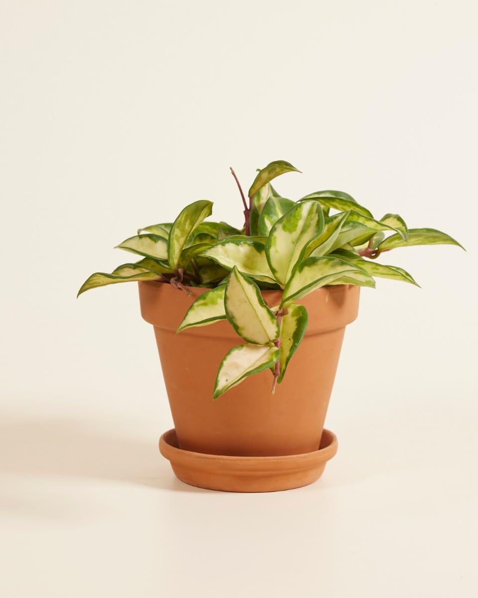 plnts-hoya-carnosa-tricolor-zimmerpflanze-12cm-topf-bunt image 3