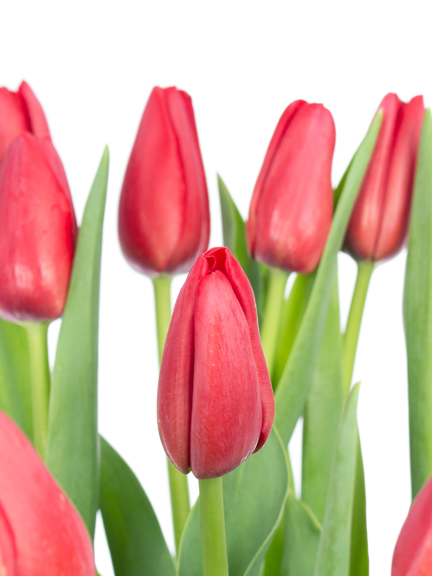 blumigo-kingsblood-tulpe-rot-franz-sisch-frisch image 1