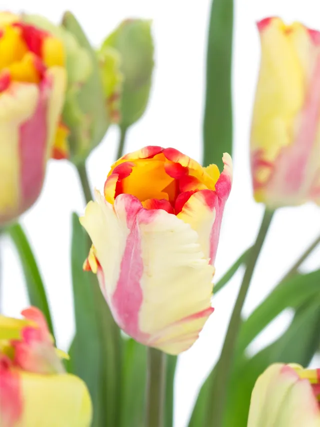 blumigo-tulpen-flaming-parrot-gelb-rot-papagei-stiel image 1