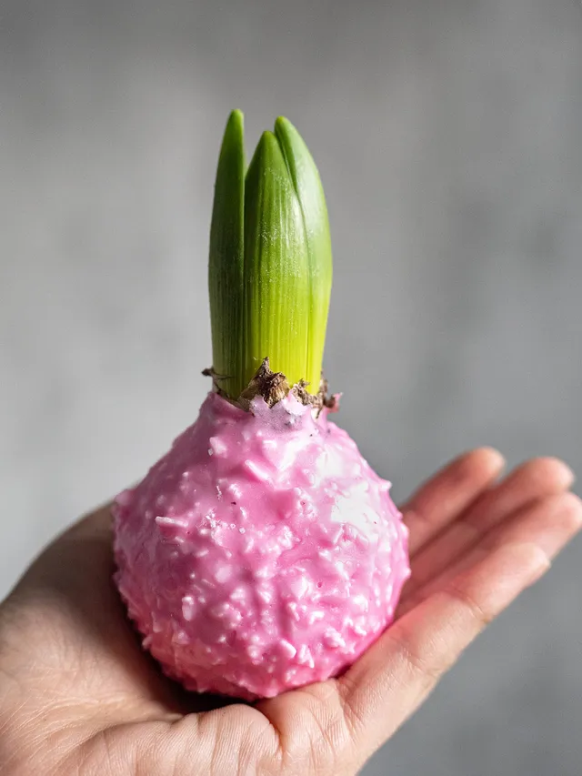 blumigo-gewachste-hyazinthenknollen-rosa-mit-flocken-fr-hling image 1
