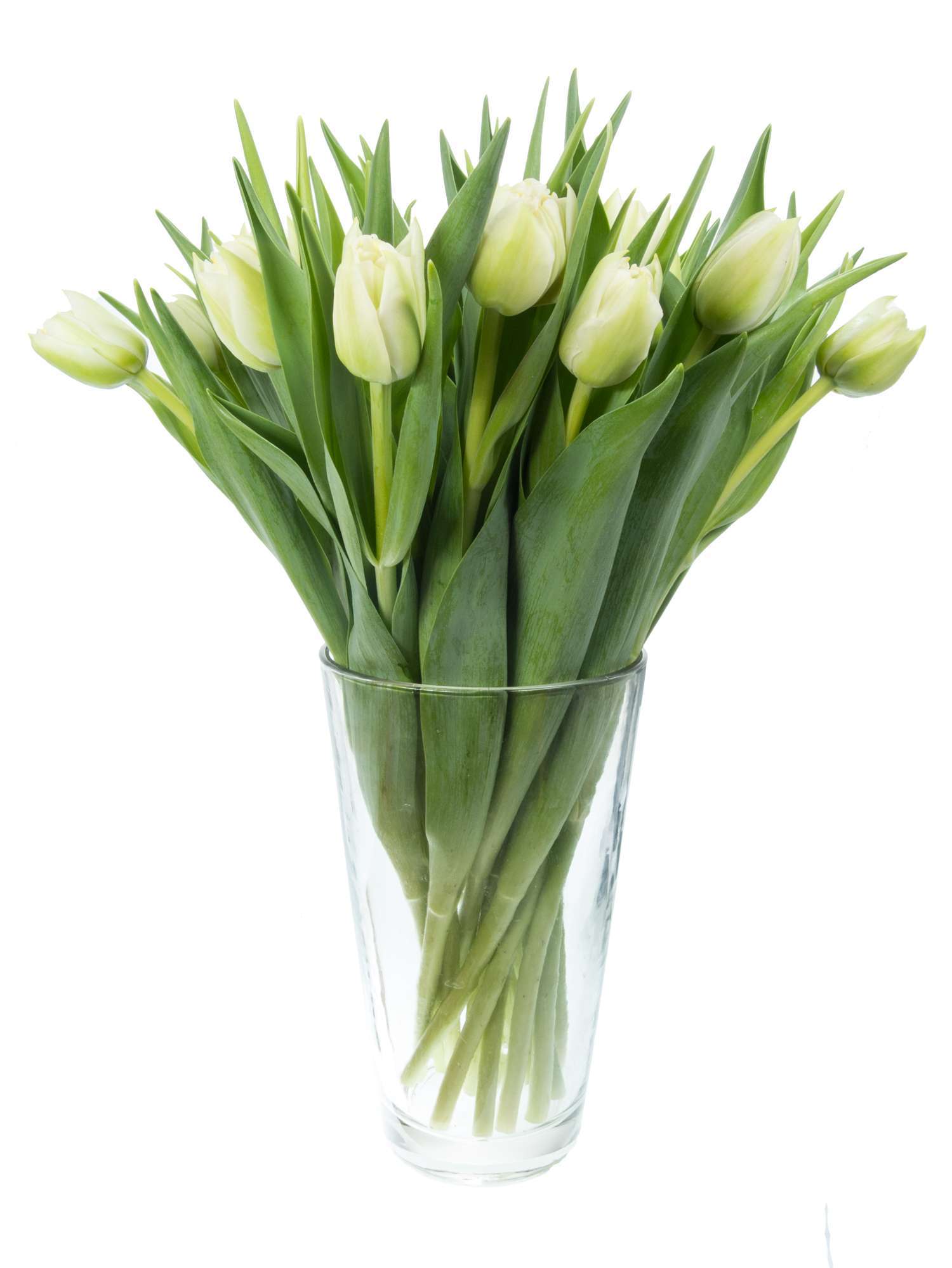 blumigo-tulpen-northcap-blume-wei-gef-llt image 2