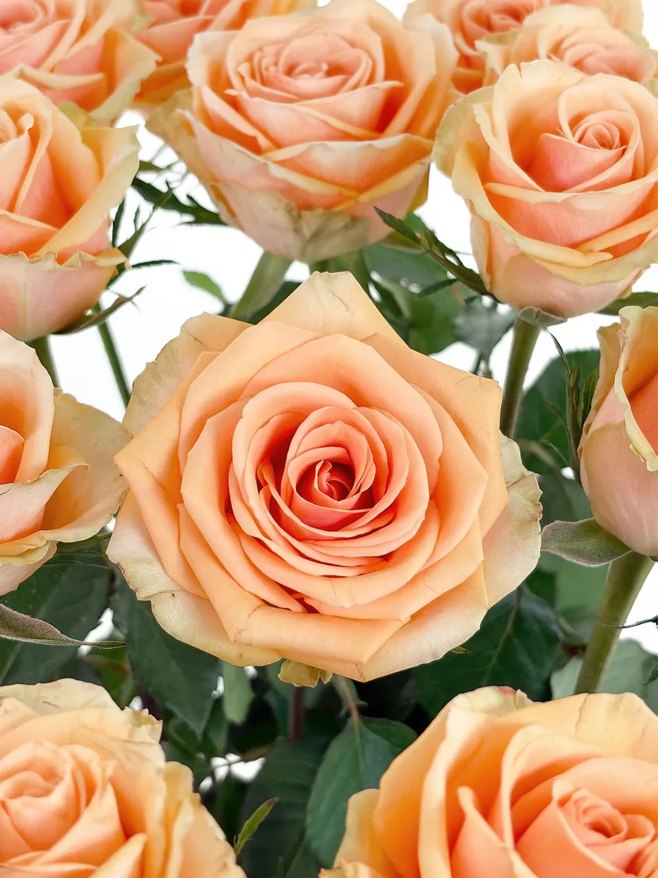 blumigo-rosen-alchemy-schnittrose-apricot-duftrose image 1