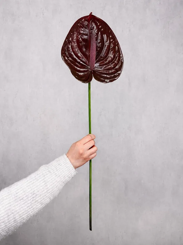 blumigo-blattwerk-anthurie-nero-schnittblume-dunkelrot image 1